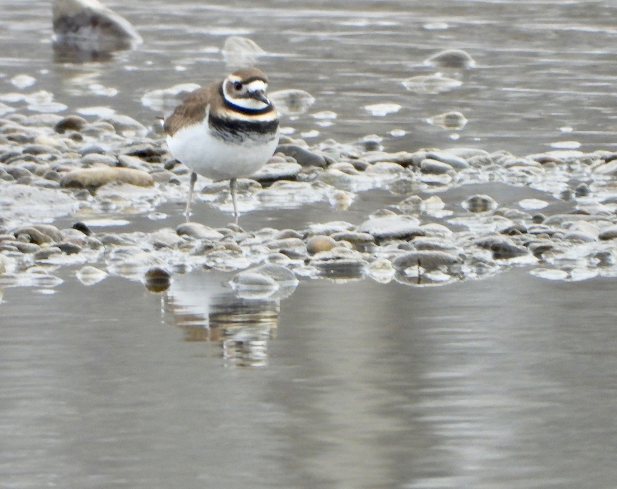 Killdeer - ML298278031