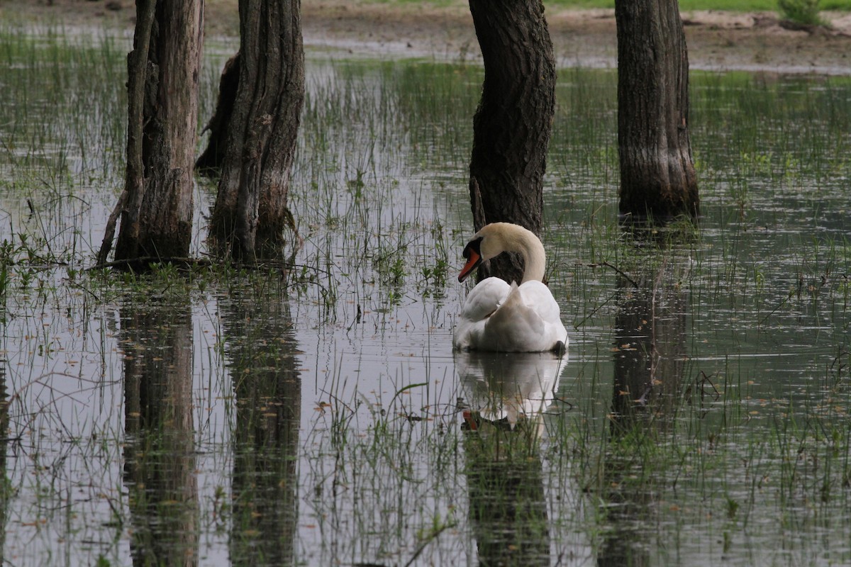 Mute Swan - ML298279811