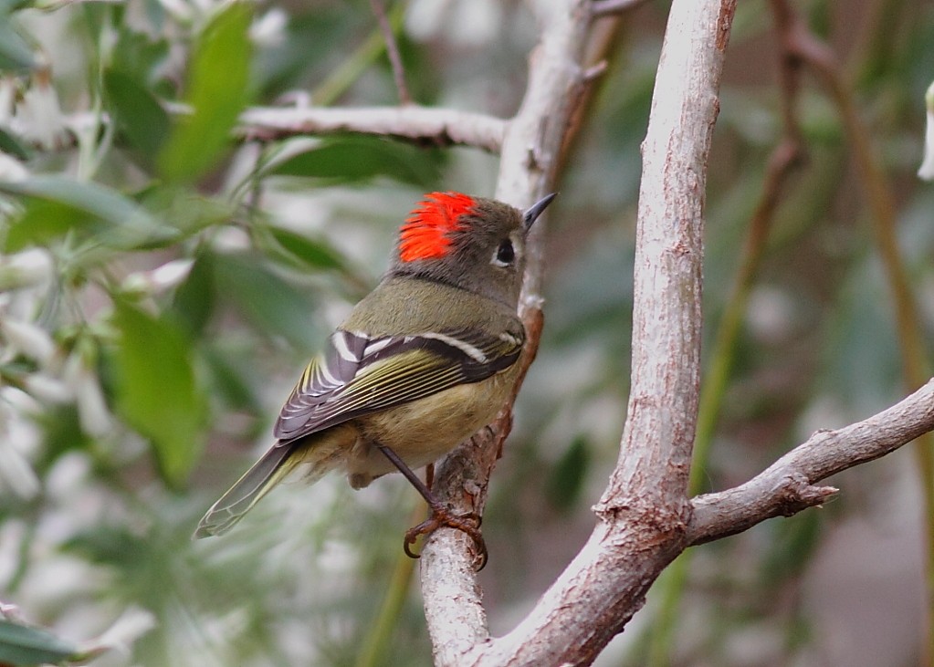 Ruby-crowned Kinglet - ML298283741