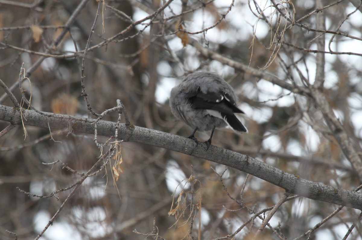 Clark's Nutcracker - ML298284201