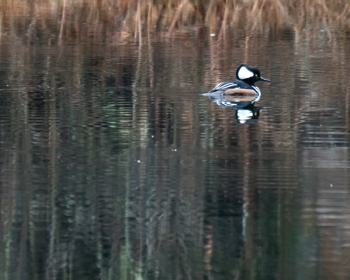 Hooded Merganser - ML298284771