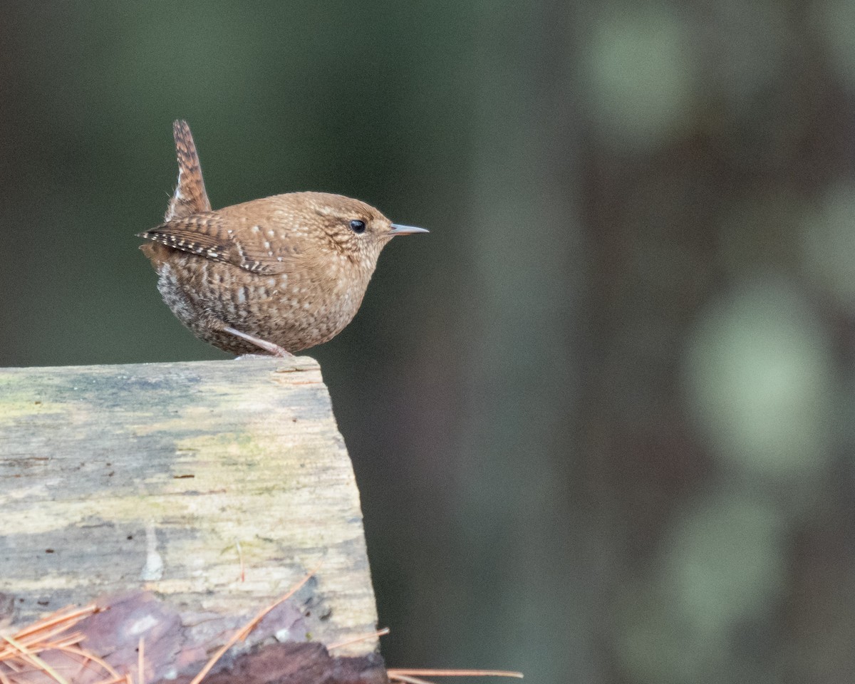 Winter Wren - ML298284901