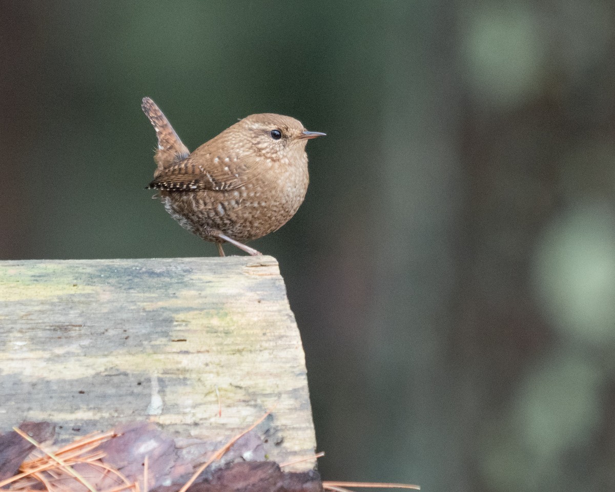 Winter Wren - ML298284911