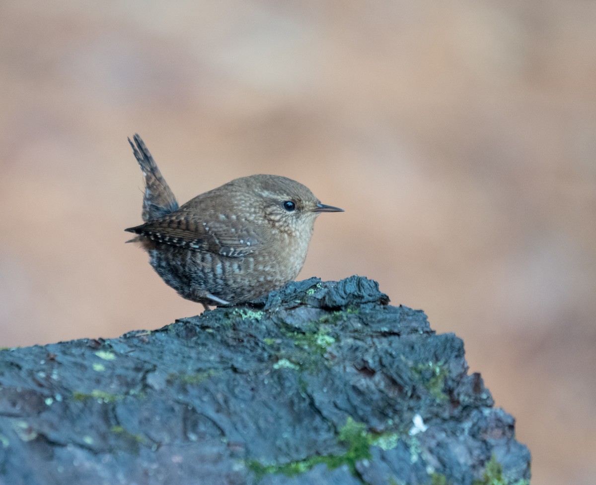 Winter Wren - ML298285411