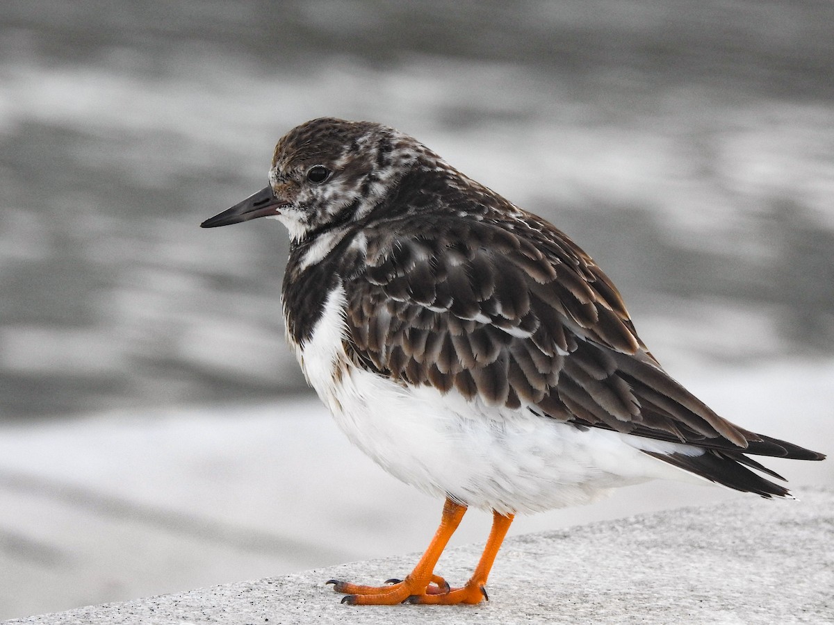 Ruddy Turnstone - Luís Lourenço