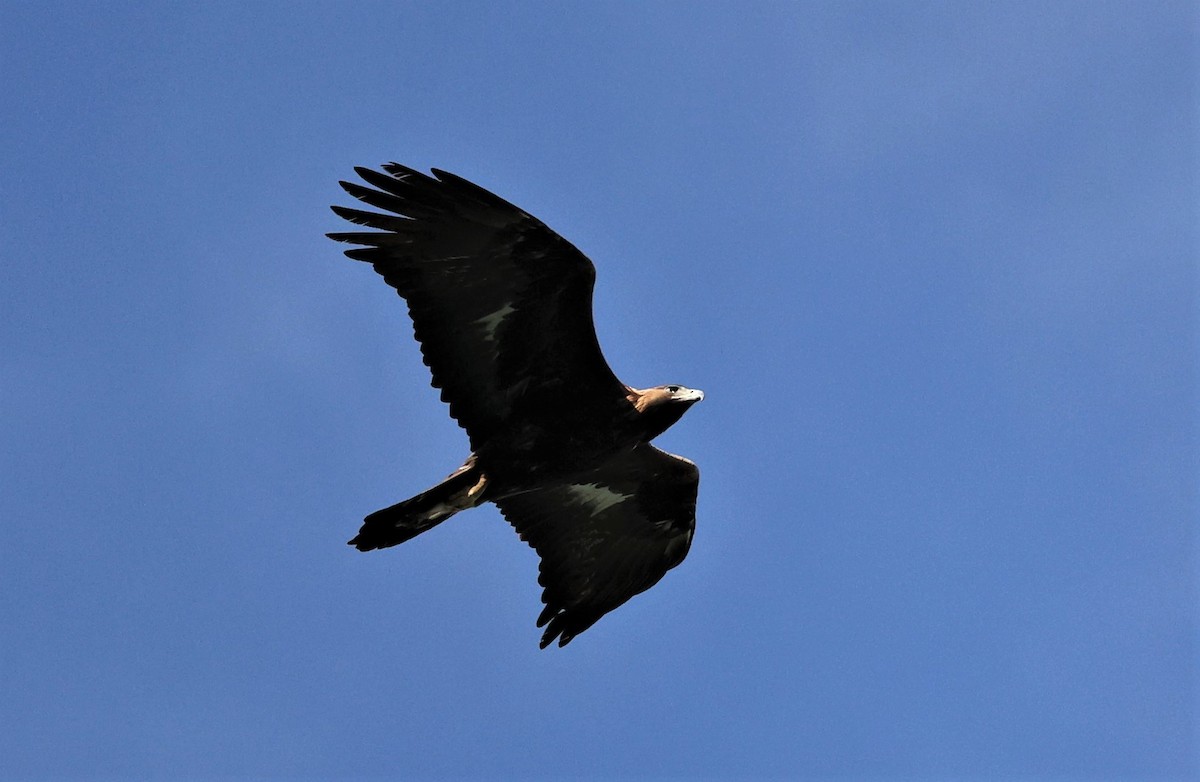 Golden Eagle - ML298286821