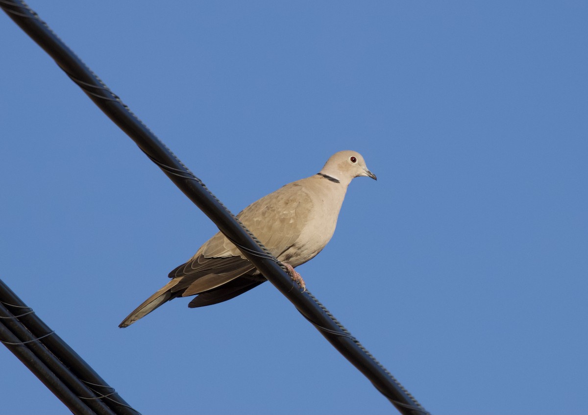 Eurasian Collared-Dove - Blythe Nilson