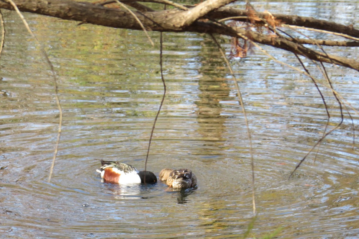 Northern Shoveler - ML298287271