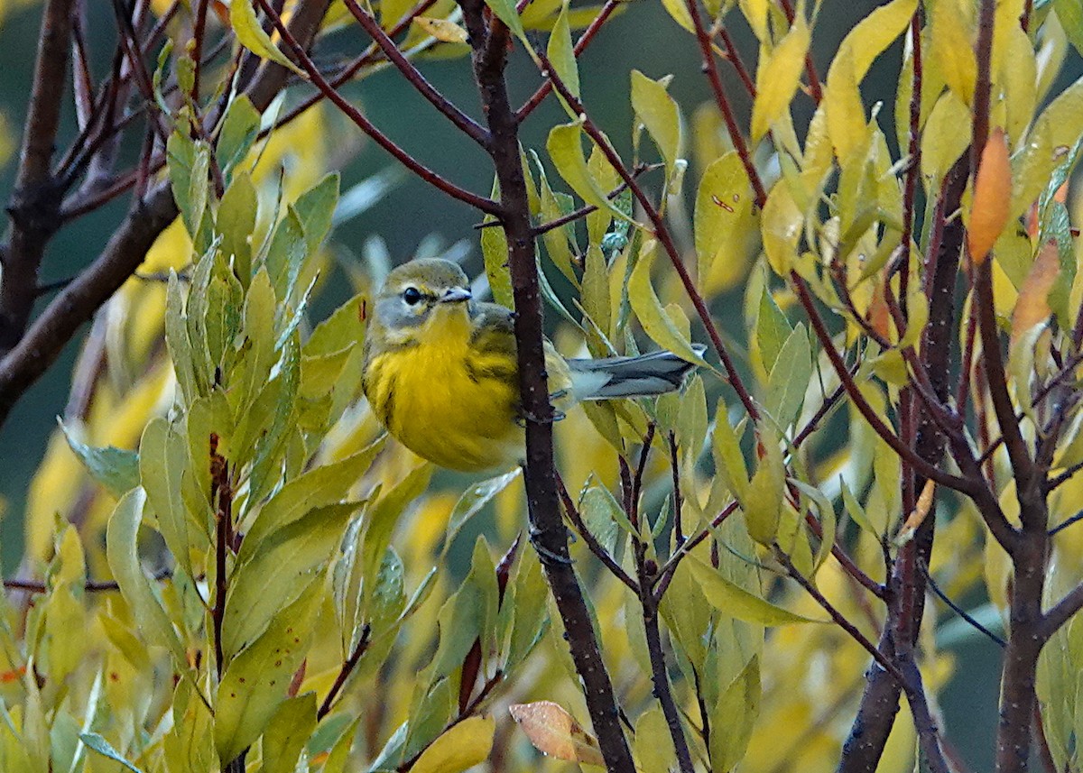 Prairie Warbler - ML298288821