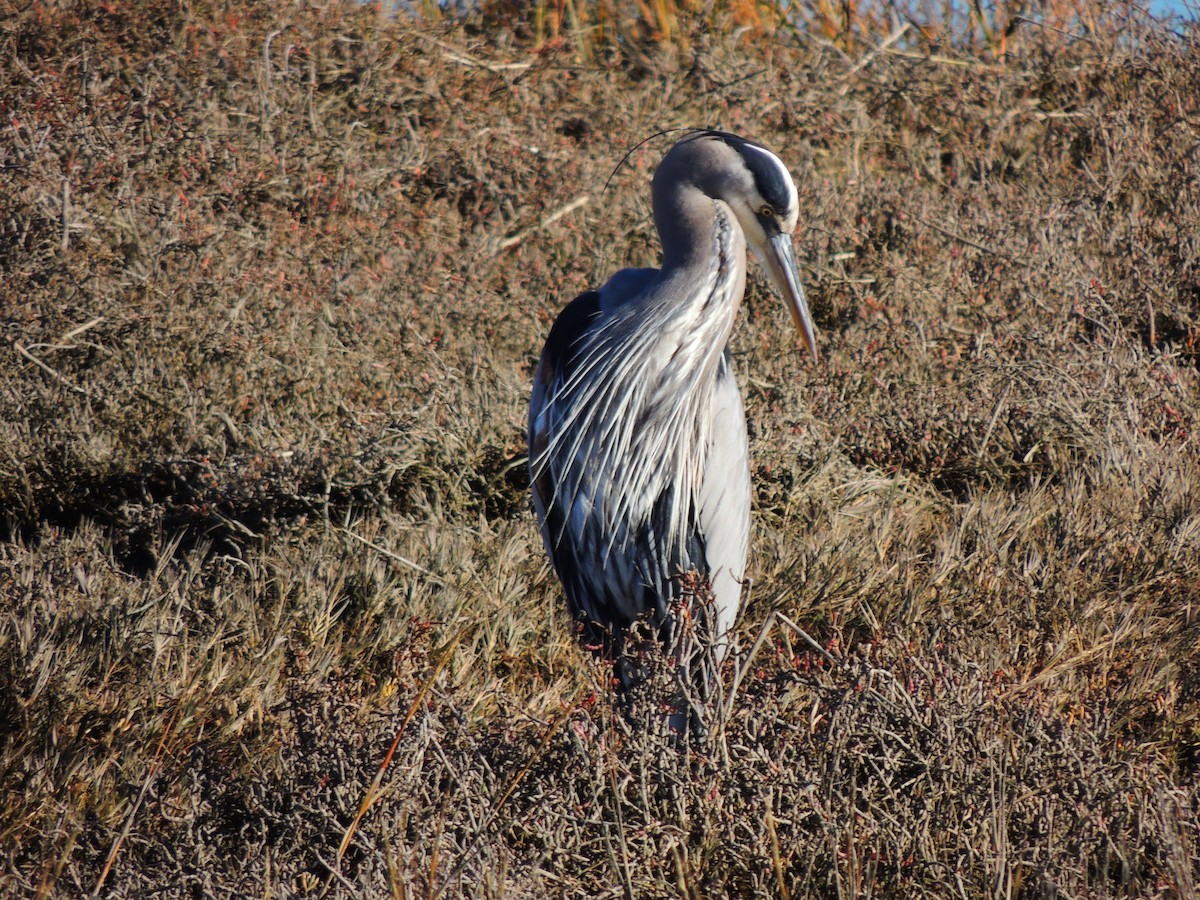 Garza Azulada - ML298289101