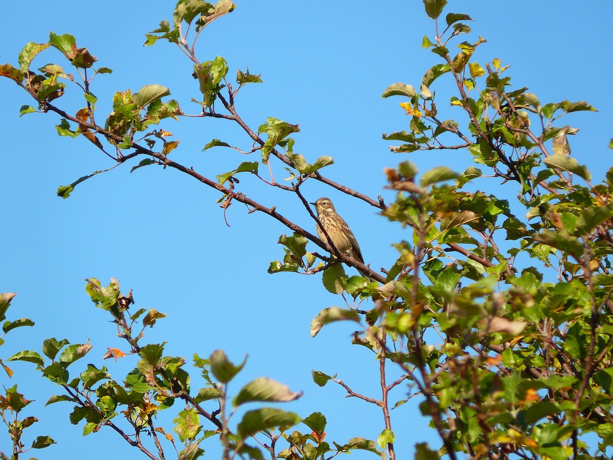 American Pipit - ML298289721