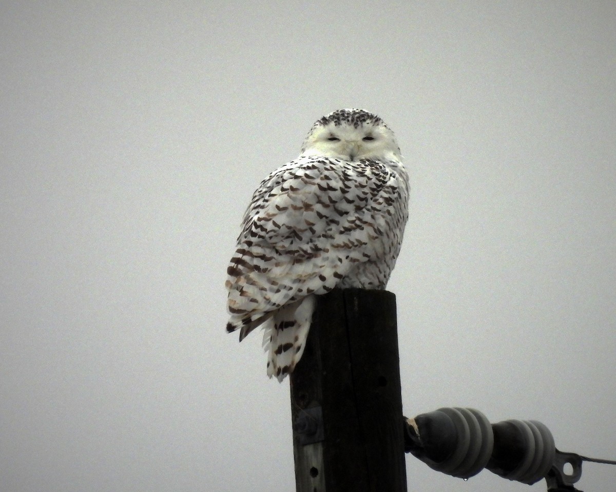 Snowy Owl - ML298290531