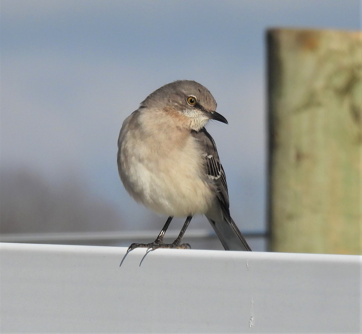 Northern Mockingbird - ML298291111