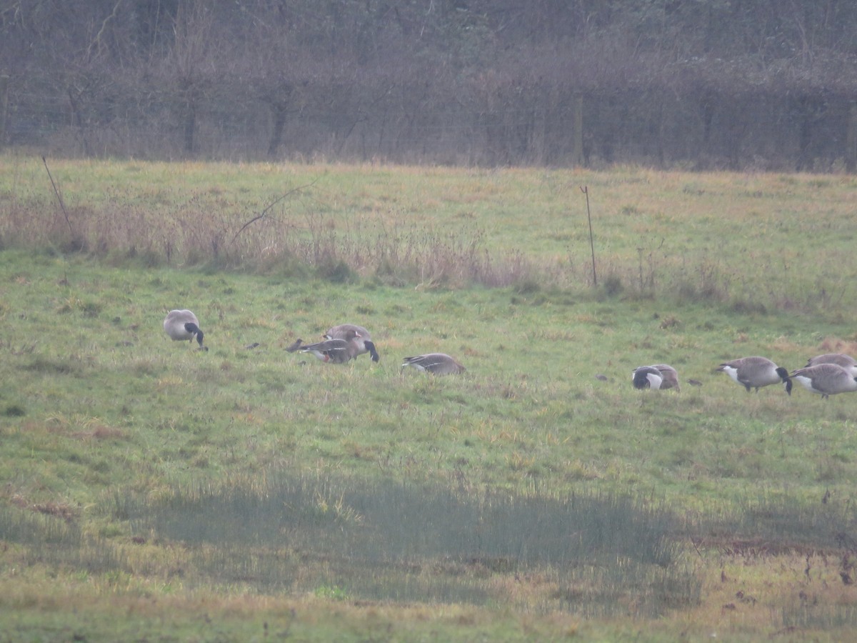 Greater White-fronted Goose (Eurasian) - ML298293691