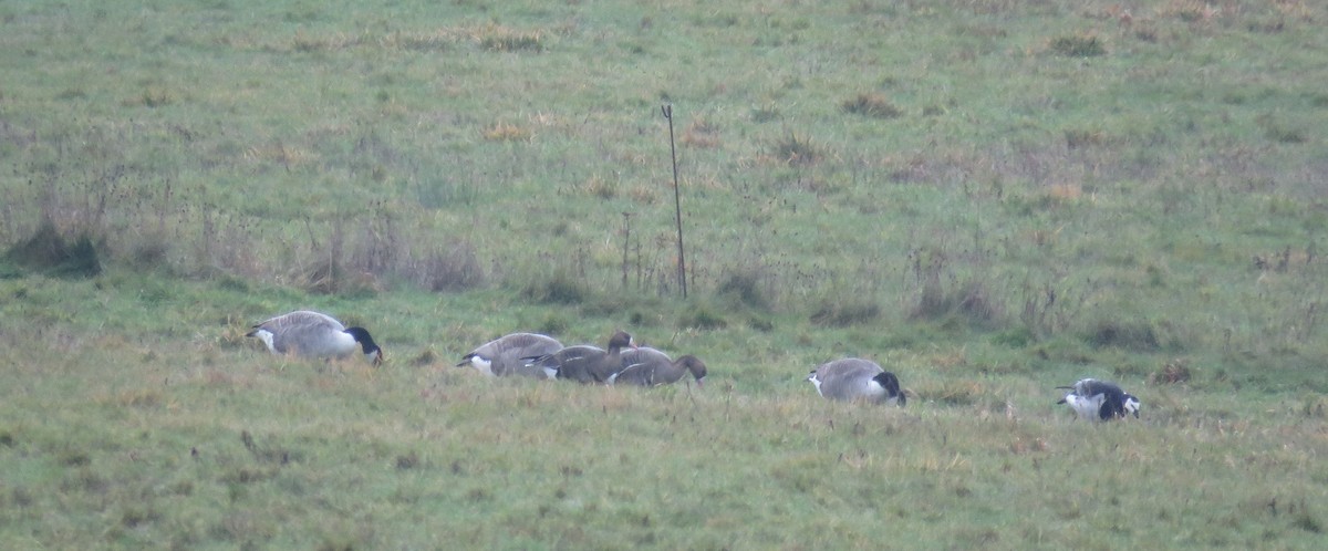 Greater White-fronted Goose (Eurasian) - Lee Evans