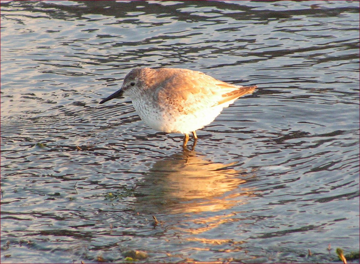 Red Knot - Jeff Lewis