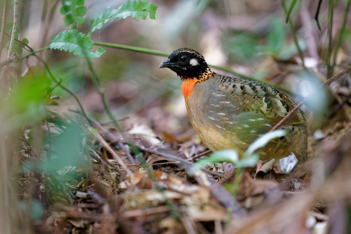 Hainan Partridge - ML298298461