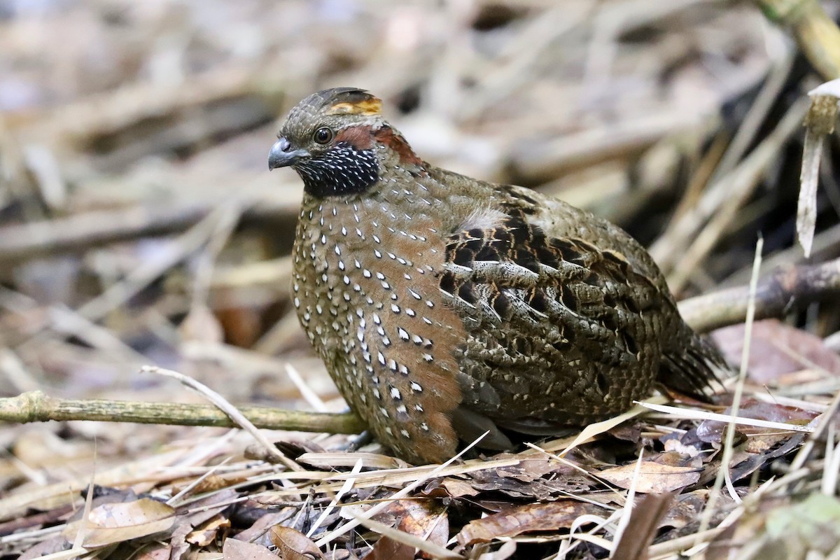 Spotted Wood-Quail - ML298298601