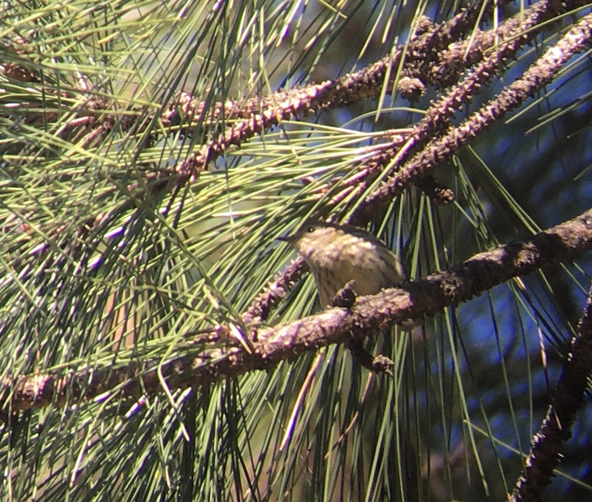 Cape May Warbler - Matt Brady