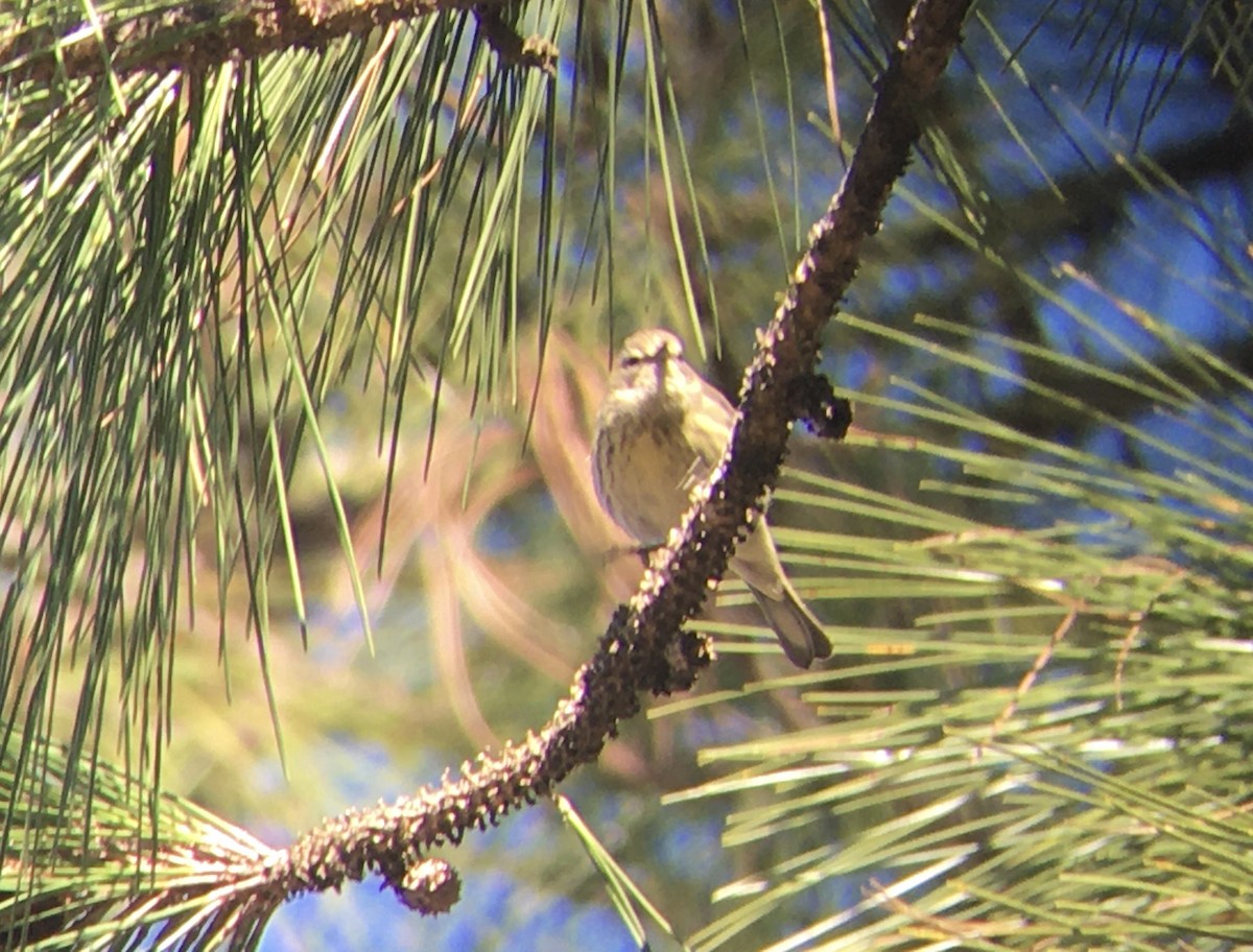 Cape May Warbler - ML298299551