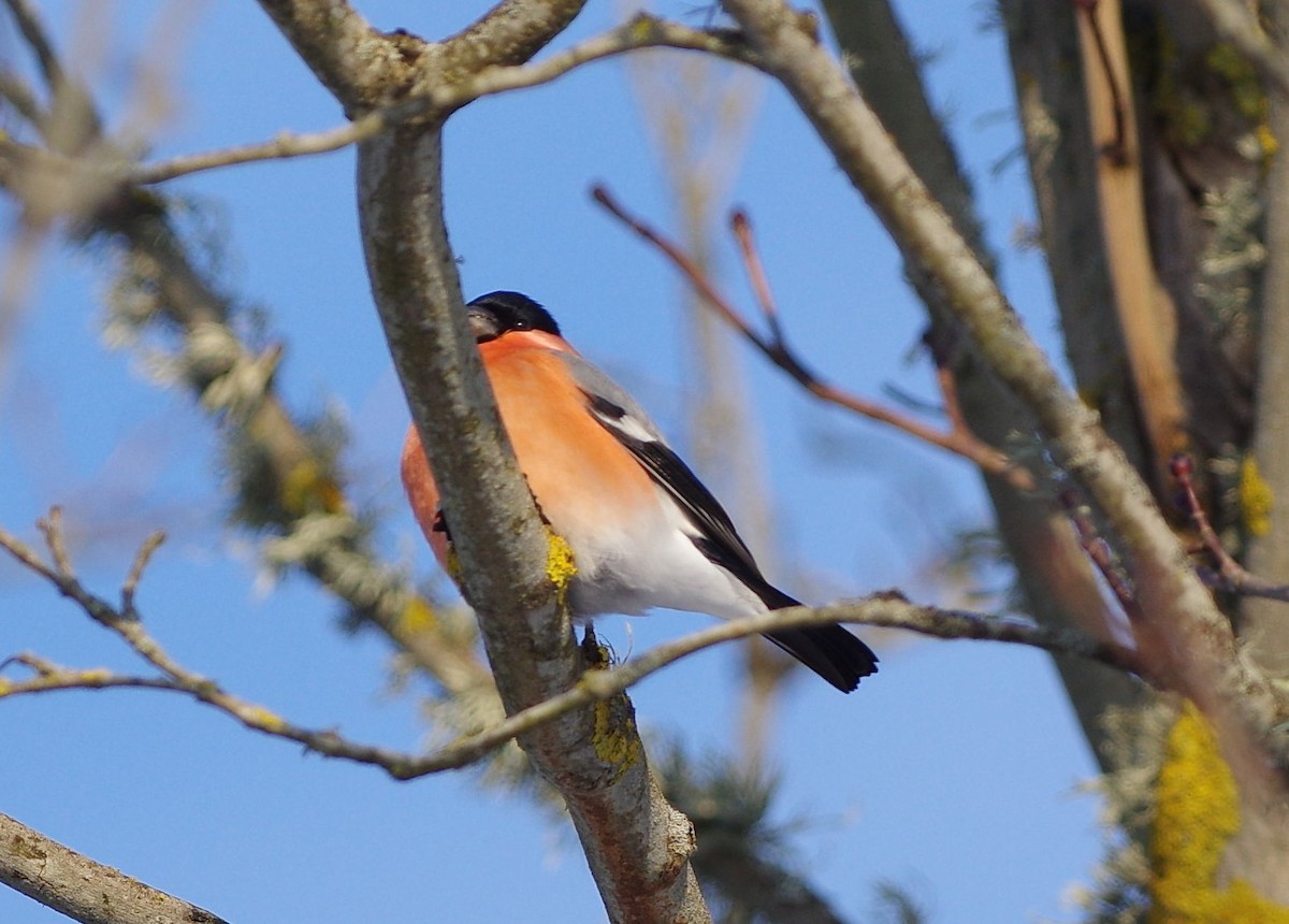 Eurasian Bullfinch - Jurijs Silinevics