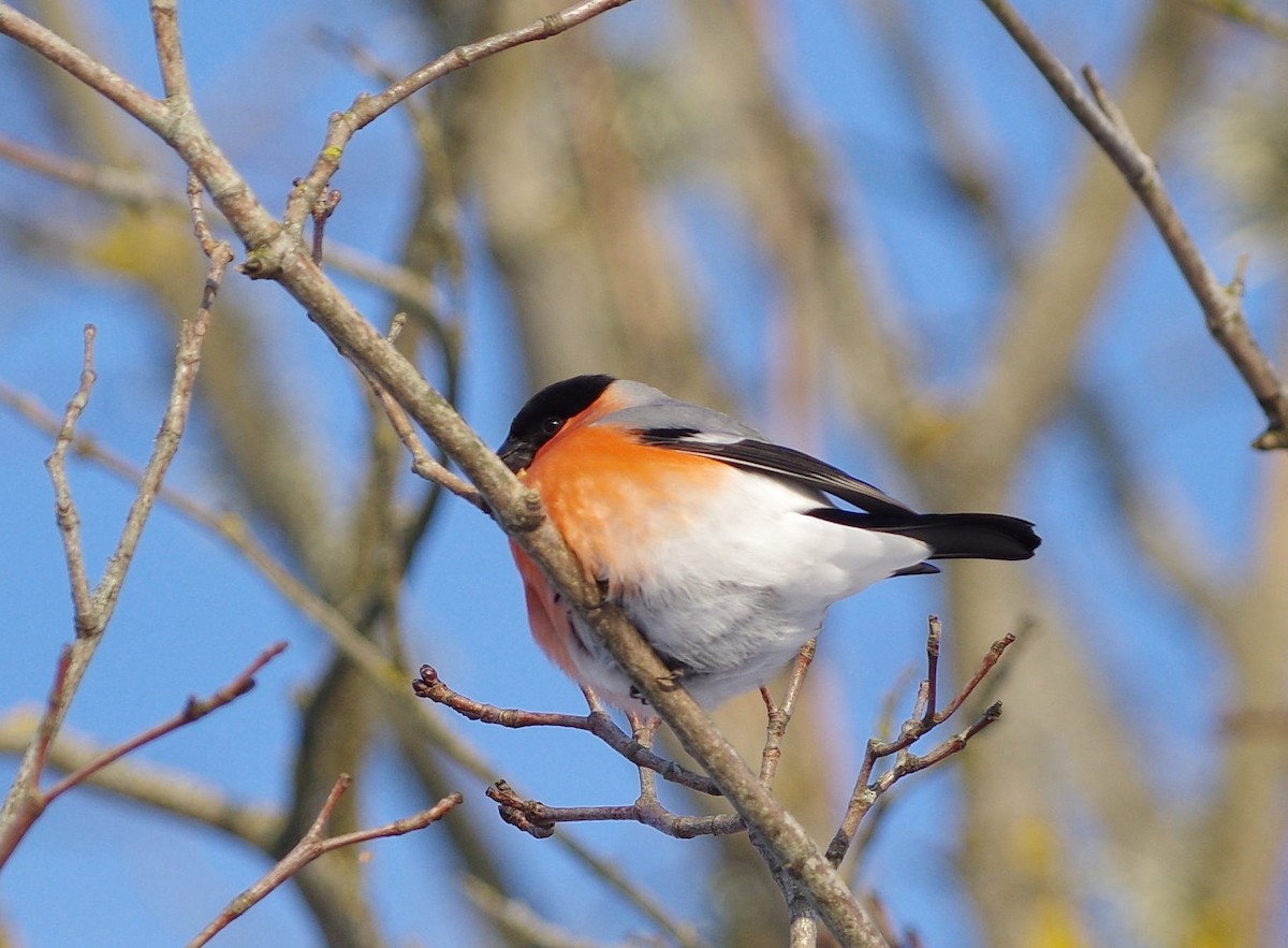 Эгэл зана - ML298300511