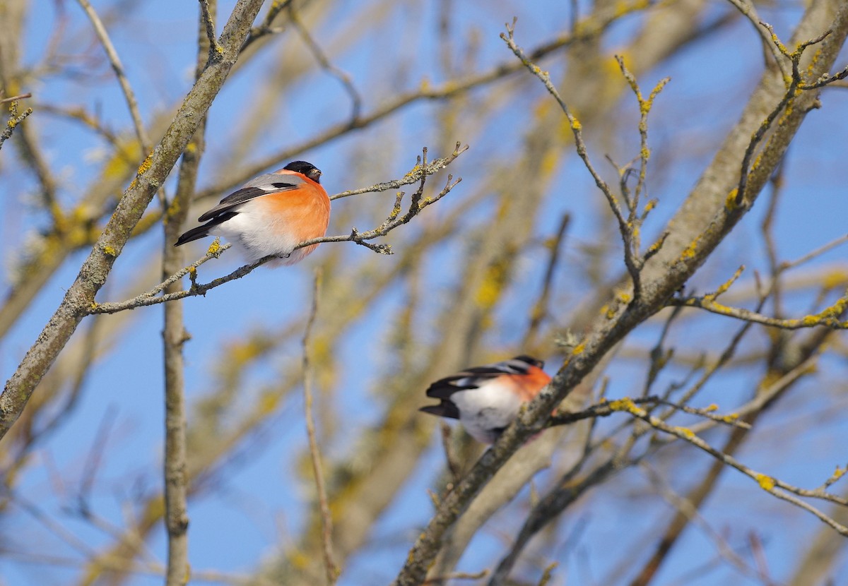 Eurasian Bullfinch - Jurijs Silinevics