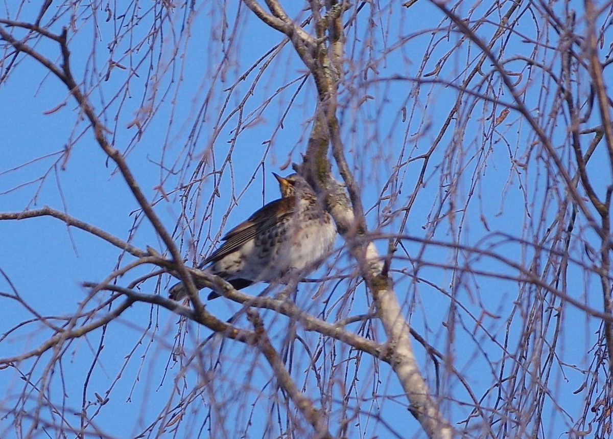 Дуулгат хөөндэй - ML298300961