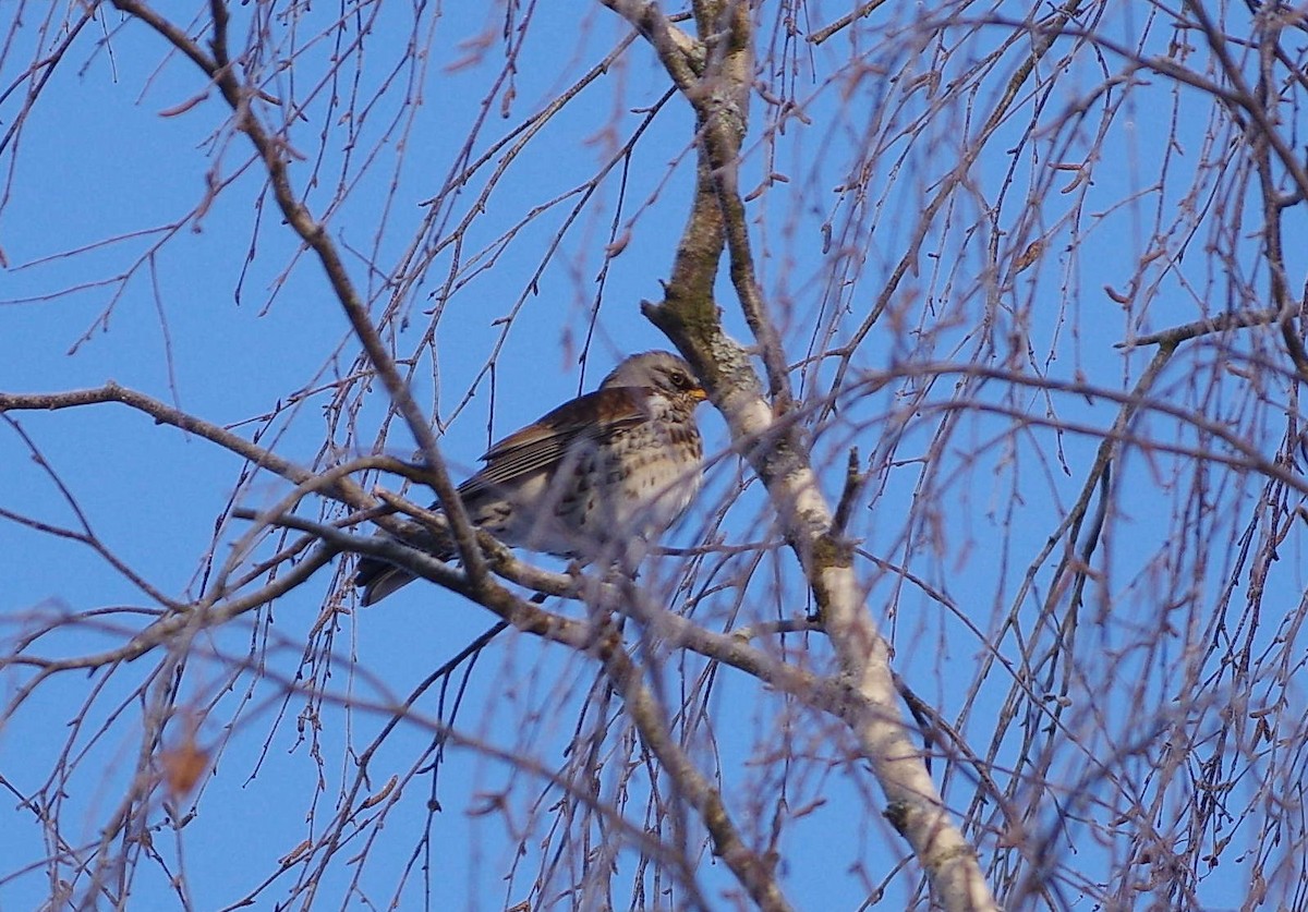 Fieldfare - Jurijs Silinevics