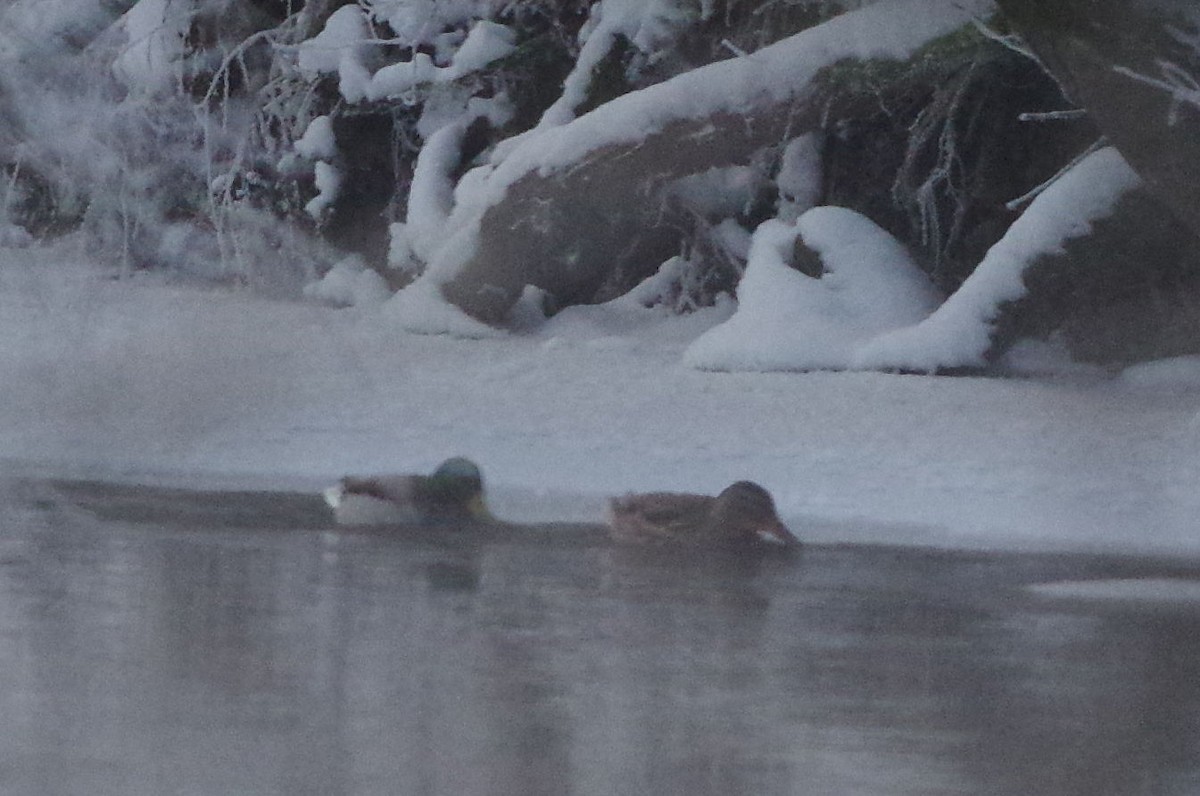 Зэрлэг нугас - ML298301231