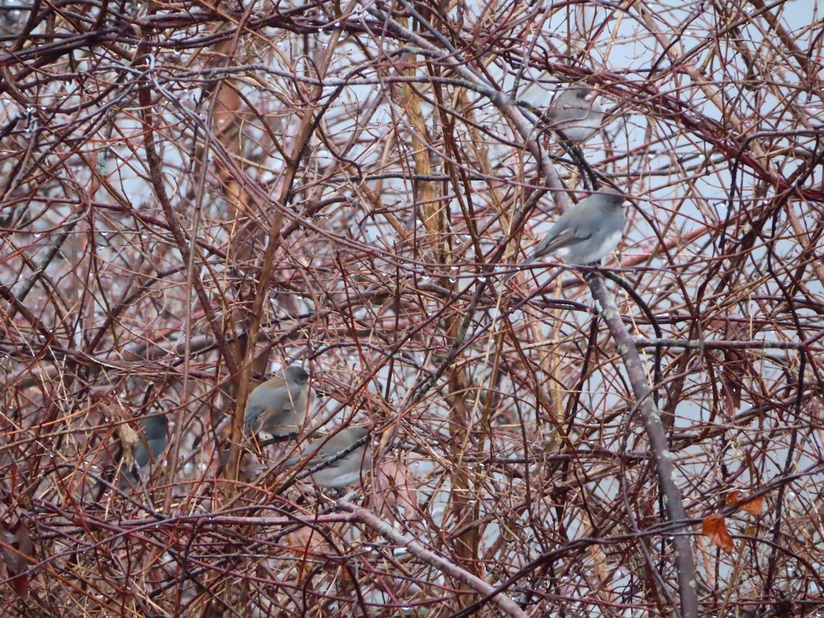 Dark-eyed Junco - ML298301241