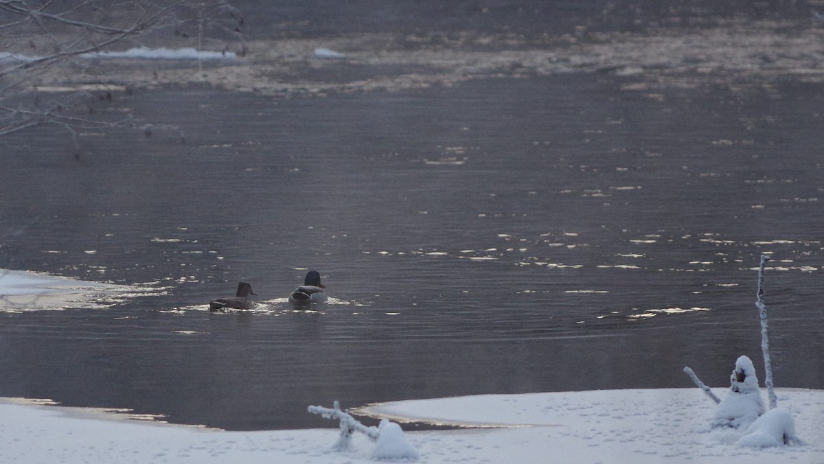 Зэрлэг нугас - ML298301271