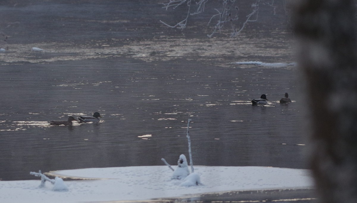 Зэрлэг нугас - ML298301321