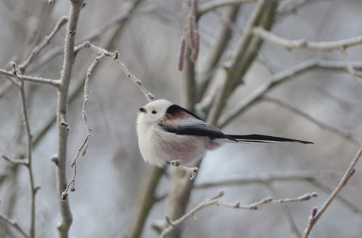 Сүүлт хөх бух - ML298301361