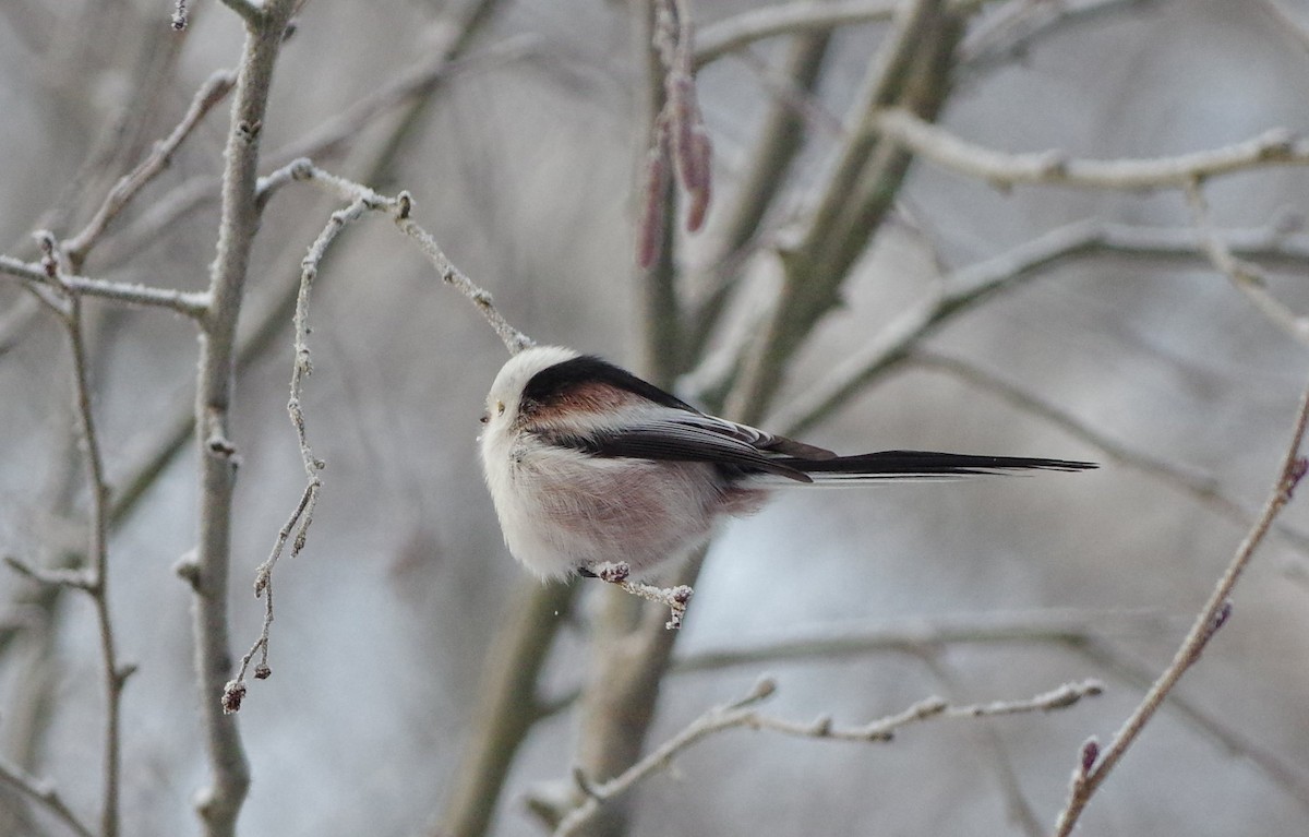 Long-tailed Tit - Jurijs Silinevics