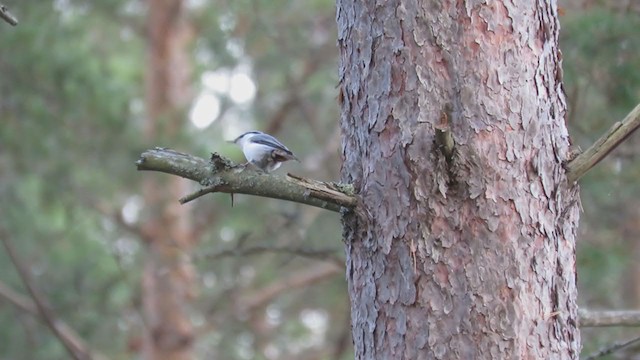 Eurasian Nuthatch - ML298301681