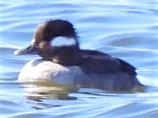 Bufflehead - ML298302611