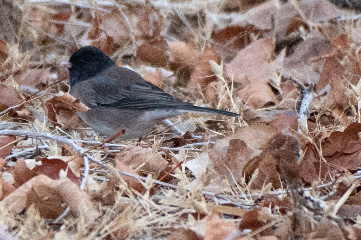 Dark-eyed Junco (Oregon) - ML298303381