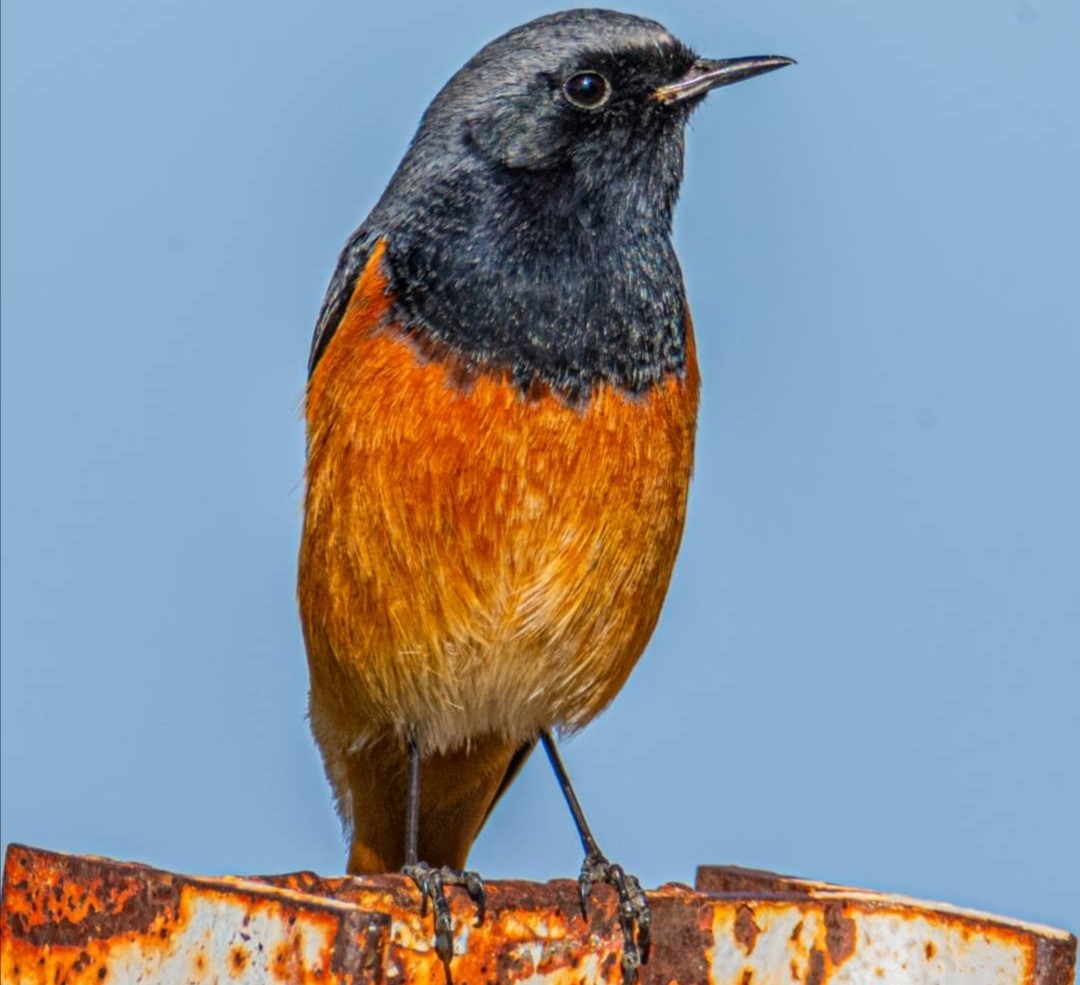 Black Redstart - ML298305591