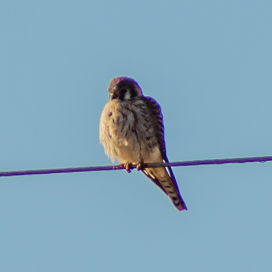 American Kestrel - ML298305681