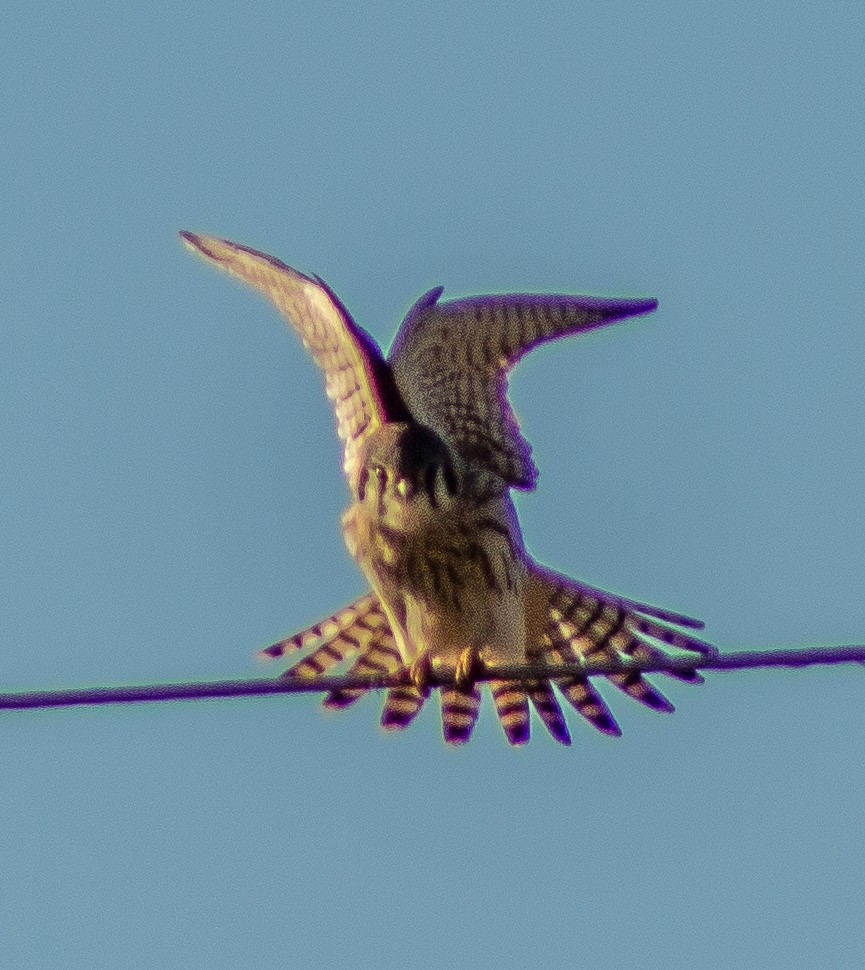 American Kestrel - ML298305691