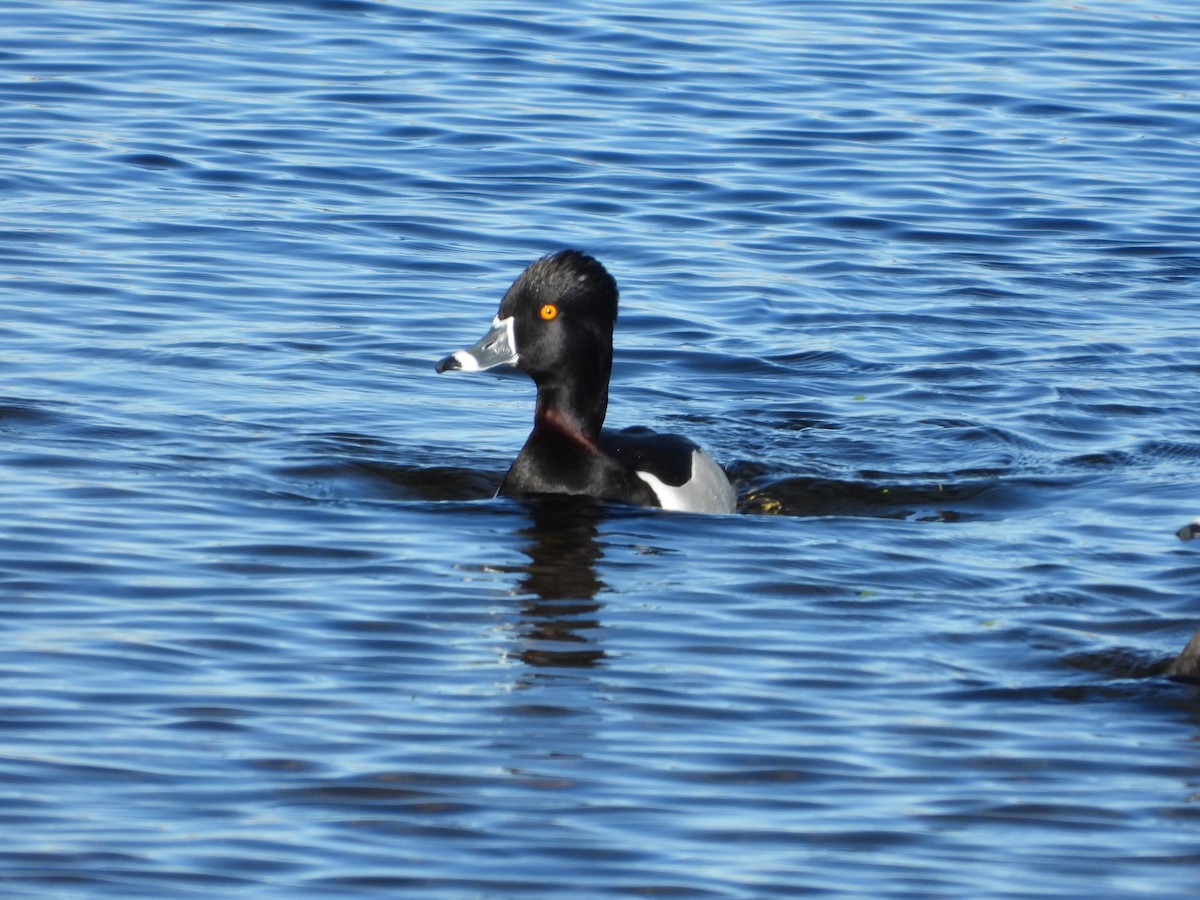 Ring-necked Duck - Jeff Percell