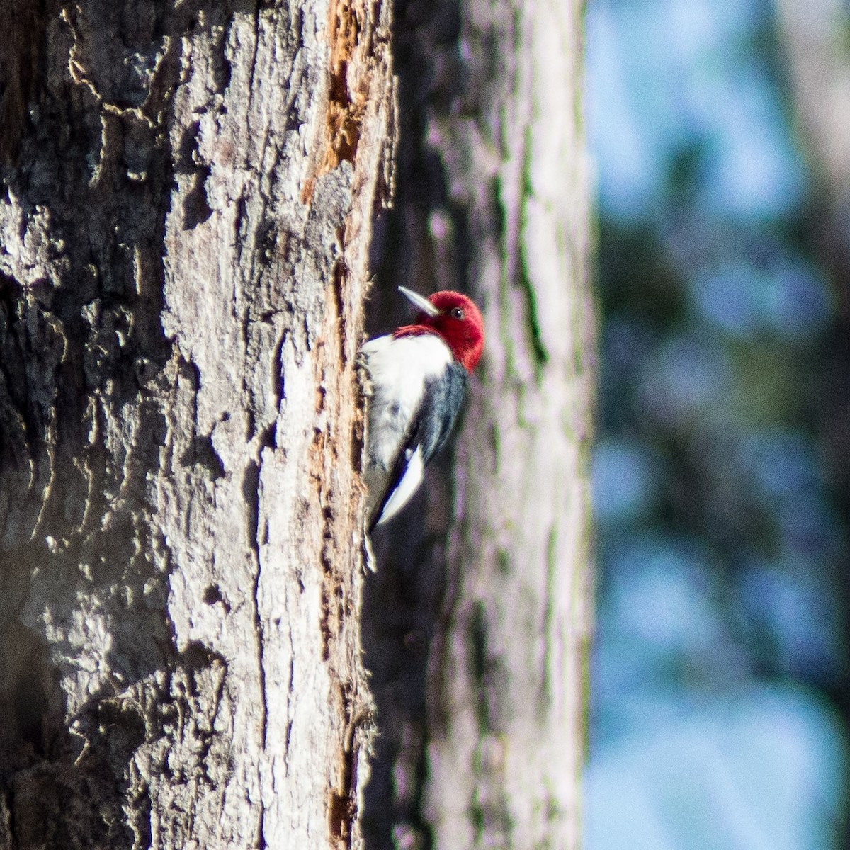 Red-headed Woodpecker - Trenton Voytko