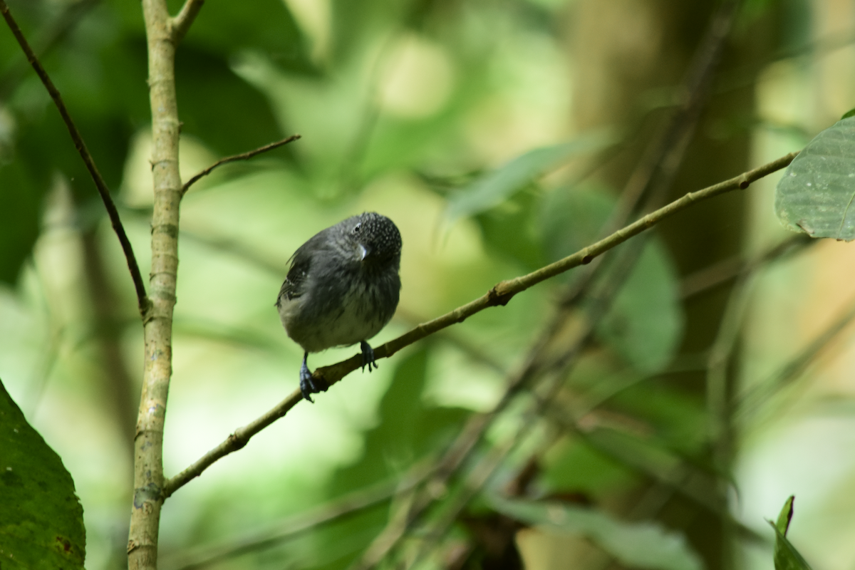 Spot-crowned Antvireo - ML298307631