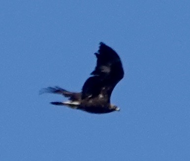 Golden Eagle - ML298309081