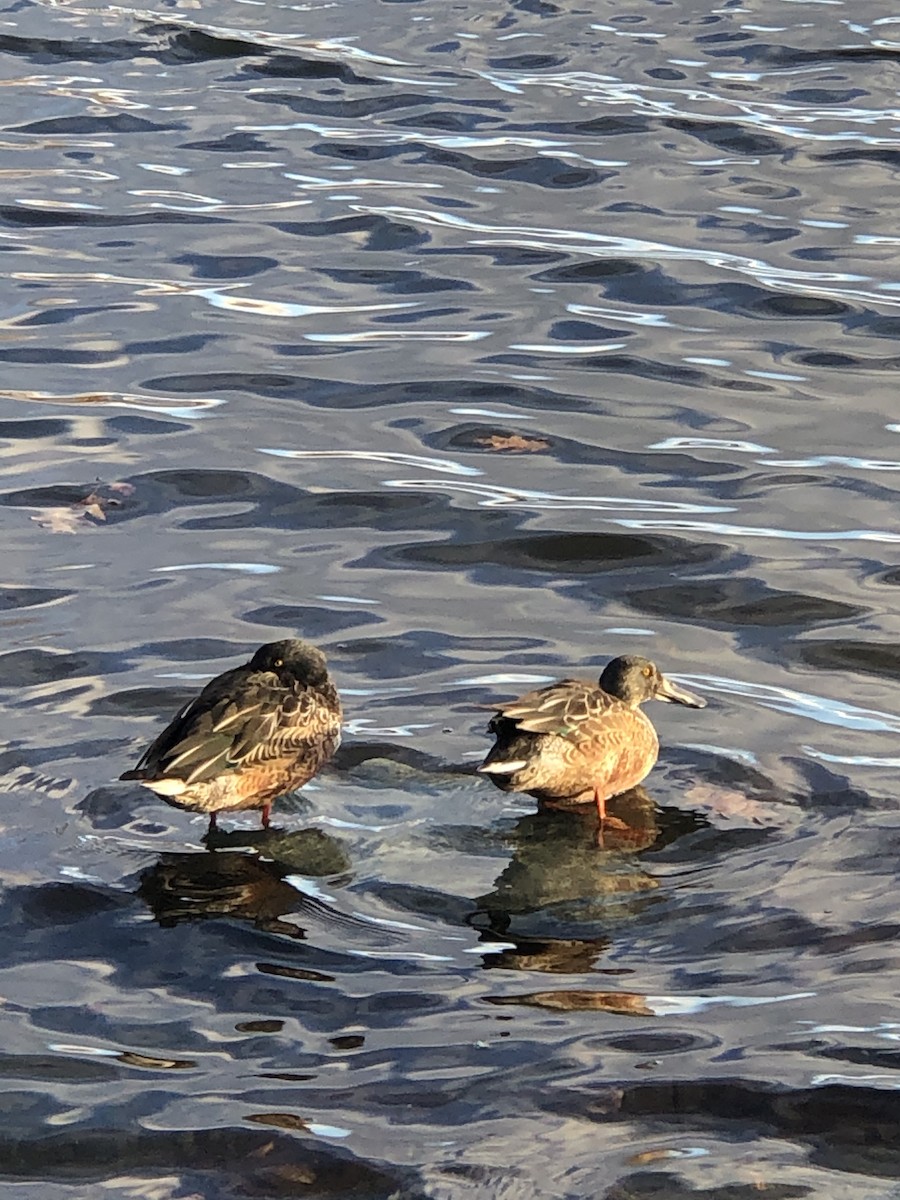 Northern Shoveler - ML298311341