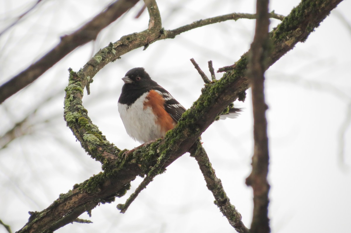 Spotted Towhee - ML298312431
