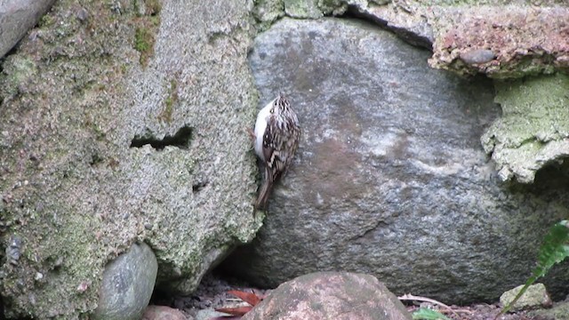 Eurasian Treecreeper - ML298312641