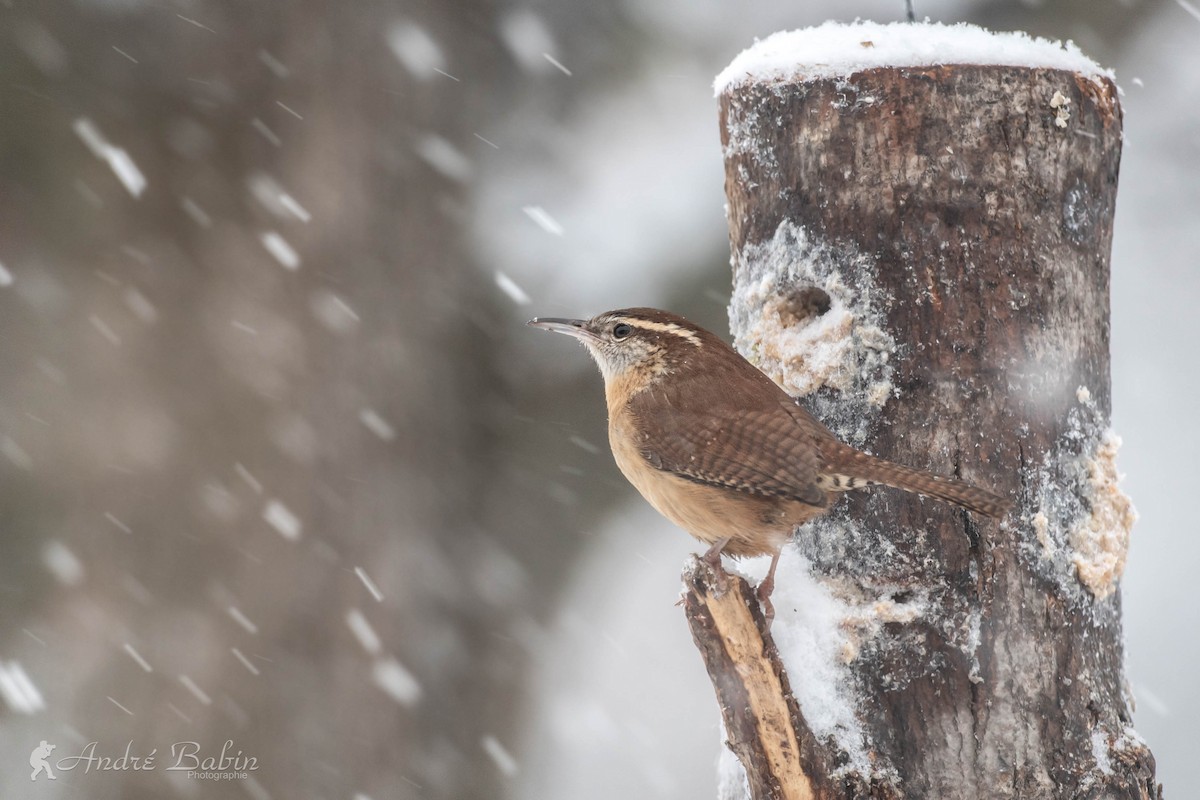 Carolina Wren - ML298314781