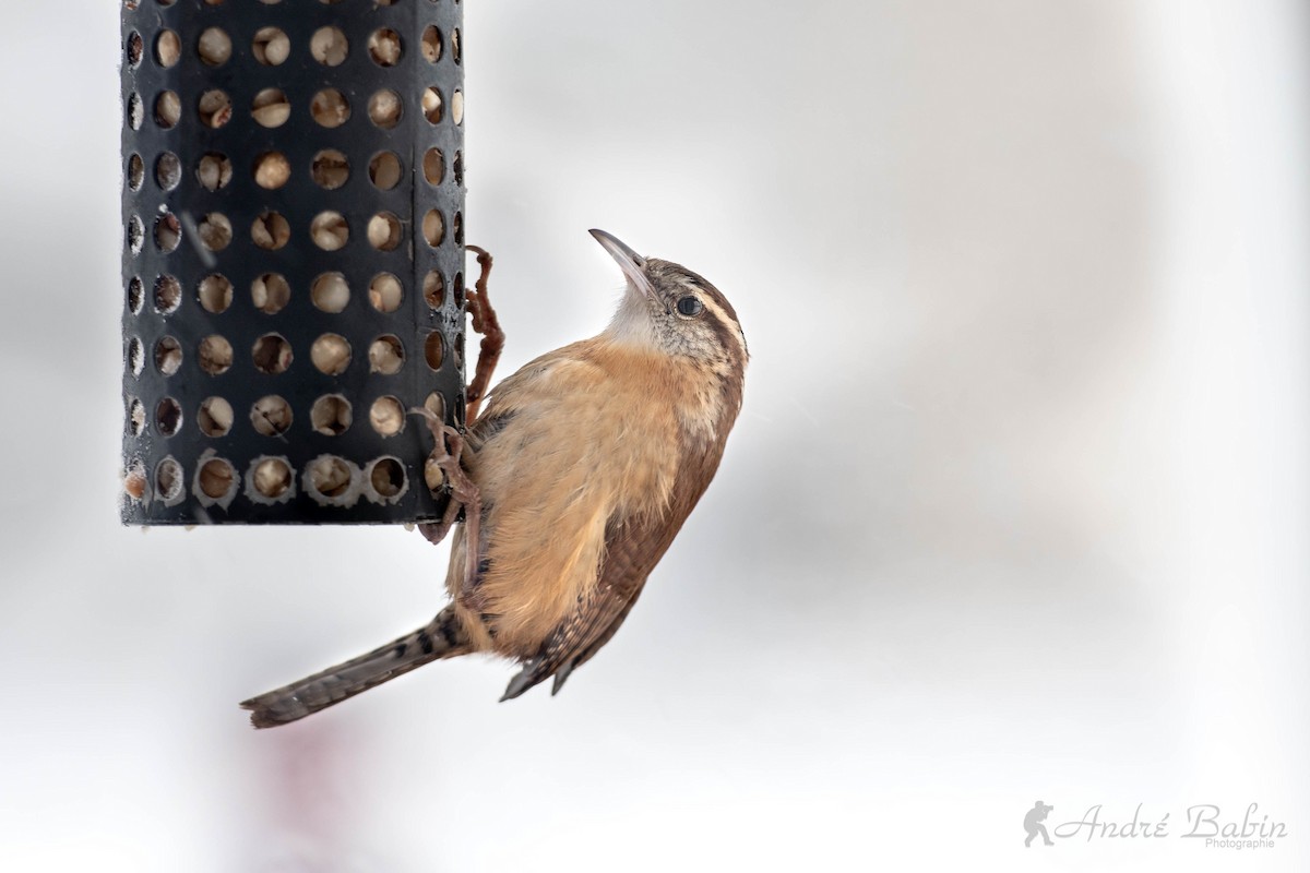 Carolina Wren - ML298314791